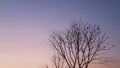 Dry Tree Silhouette With Night Royalty Free Stock Photo