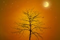 Dry tree silhouette with night concept Royalty Free Stock Photo