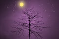 Dry tree silhouette with night concept Royalty Free Stock Photo