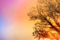 Dry tree silhouette over colorful sunset sky, beautiful nature background