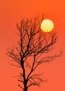Dry tree silhouette at sunset.