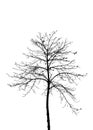 Dry tree silhouette on white Royalty Free Stock Photo