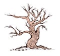 Dry Tree with Simple Color, Vector Illustration Royalty Free Stock Photo