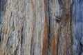 Dry tree skin, beautiful patterns, old condition Royalty Free Stock Photo