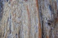 Dry tree skin, beautiful patterns, old condition Royalty Free Stock Photo