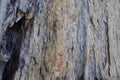 Dry tree skin, beautiful patterns, old condition Royalty Free Stock Photo