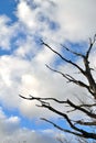 dry tree and sky