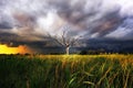 Dry tree with Storm