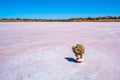 Dry tree stump in a shape of human head Royalty Free Stock Photo