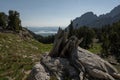 Dry Tree Stump Wedged in Boulder In Paintbrush Canyon Royalty Free Stock Photo