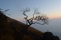 Dry tree at the top of Mount Sumbing Royalty Free Stock Photo