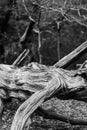 Dry Tree Trunk, BlackWhite High contrast