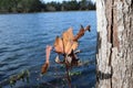 Dry Tree Trunk Branch On Lake
