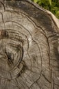 Texture background tree cut annual rings Royalty Free Stock Photo