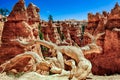 Dry tree trunk and eroded rocks in Bryce Canyon Royalty Free Stock Photo