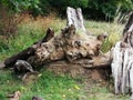 Dry tree trunk in forest. Royalty Free Stock Photo