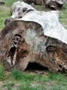 Dry tree trunk in forest. Royalty Free Stock Photo