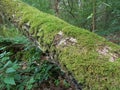 Dry tree trunk in Heusenstamm city in Germany