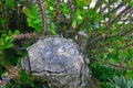 Dry tree trunk surrounded by euphorbia, macro