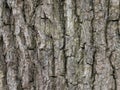 dry tree trunk texture Royalty Free Stock Photo