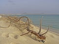 Dry tree trunk on tropical beach with white sand, Cape Verde Royalty Free Stock Photo