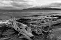 Dry tree trunks in Magellan Strait,