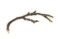 Dry tree twigs branches isolated on white background. close-up Royalty Free Stock Photo