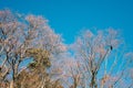 Dry tree under blue sky at sunny day Royalty Free Stock Photo