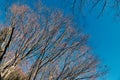 Dry tree under blue sky at sunny day Royalty Free Stock Photo