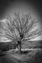 Dry tree and wait for rain Royalty Free Stock Photo