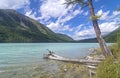 Dry tree in the water near the shore. Kucherla lake. Altai Mount Royalty Free Stock Photo