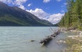 Dry tree in the water near the shore. Kucherla lake. Altai Mount Royalty Free Stock Photo