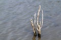 Dry tree in water shallow, Dried stems in the drought, Dry tree branches over Surface water Global warming concept Royalty Free Stock Photo