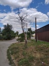 Dry tree and white clouds