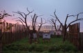 Dry treein the garden against sunset