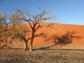 Dry trees against the background of the dune. Sossusvlei, Namibia. Royalty Free Stock Photo