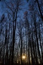 Dry trees against blue sky. Leafless trees. Forest Royalty Free Stock Photo