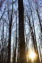 Dry trees against blue sky. Leafless trees. Forest Royalty Free Stock Photo