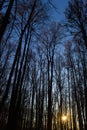 Dry trees against blue sky. Leafless trees. Forest Royalty Free Stock Photo