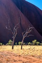 Dry trees on a background of mountains in Australia