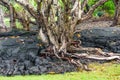 Dry Trees in Barren Volcanic Soil in Hawaii