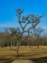 Dry trees in BelÃÂ©n de Escobar Buenos Aires Argentina