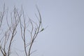 dry trees and blue sky Royalty Free Stock Photo