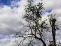 Dry trees , blue sky with cloud background Royalty Free Stock Photo