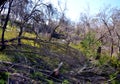 Dry trees in the bush.