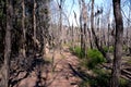 Dry trees in the bush.