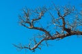 Dry trees die and sun burns with drought. Tree die in the blue sky. Royalty Free Stock Photo