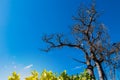 Dry trees die and sun burns with drought. Tree die in the blue sky. Royalty Free Stock Photo