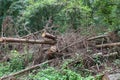 Dry trees in the forest. Deadwood coniferous forests