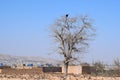 Dry trees leaf summer season, grass green land plant, old building blue sky nature outdoor landscape background wallpaper Royalty Free Stock Photo